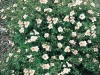 Potentilla Futicosa Blanche